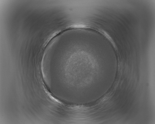 X0000079330385200612011913