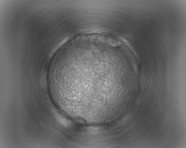X0000079330394200612011913