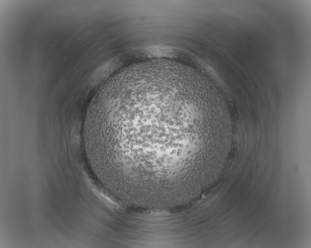 X0000079330402200612011913