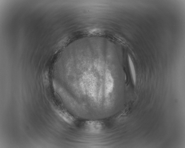 X0000079330520200612011911