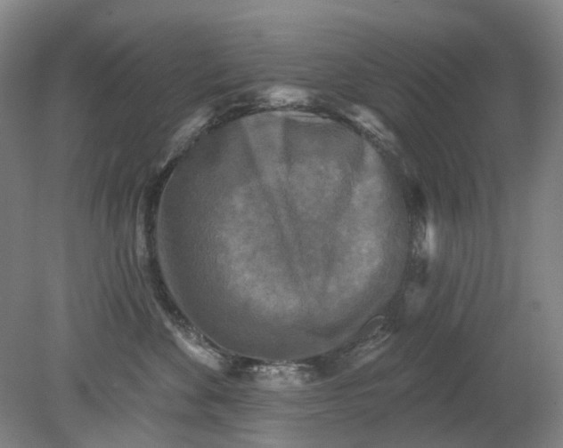 X0000079330524200612011911