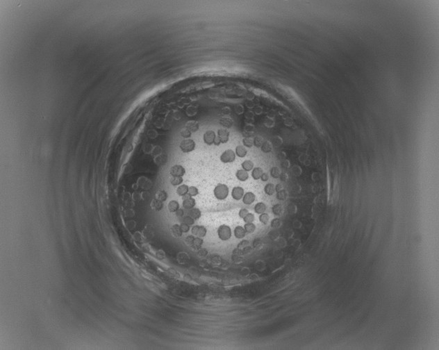 X0000079330531200612011910