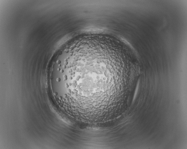 X0000079330582200612011910