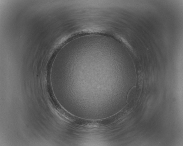 X0000079330631200612011909
