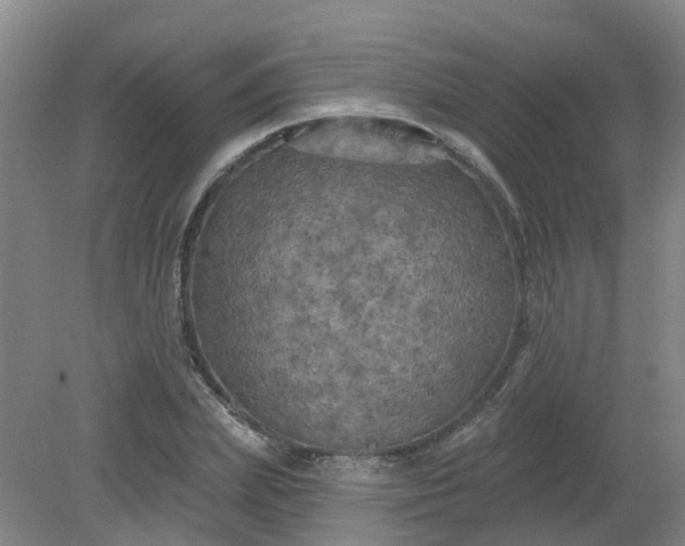 X0000079330831200612011906