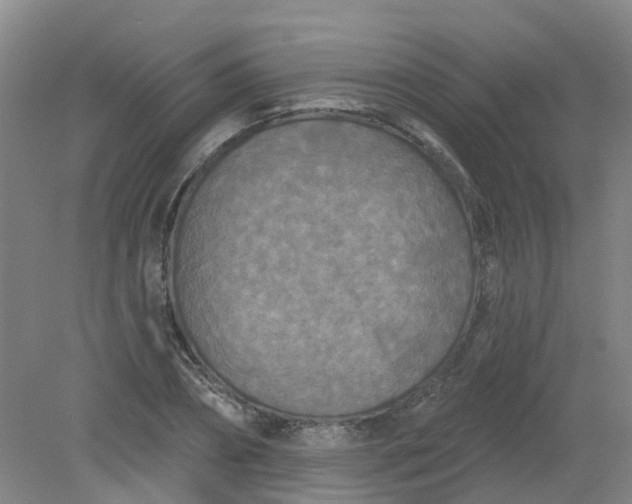 X0000079330882200612011905