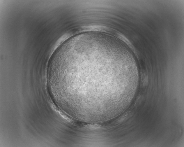 X0000079330994200612011903