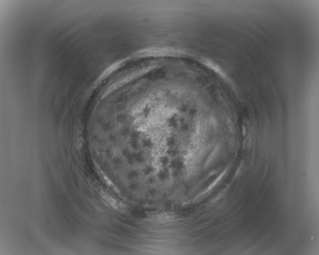 X0000079331213200612011859