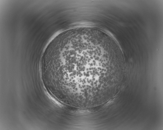 X0000079331243200612011900