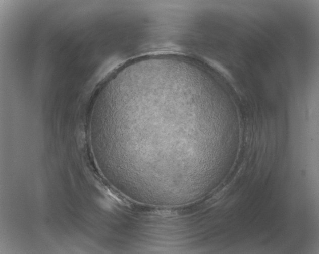 X0000079331407200612011856