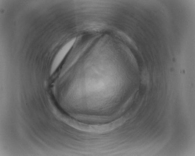 X0000079330027200612082010