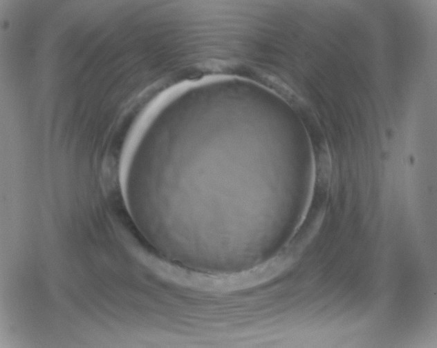 X0000079330043200612082010