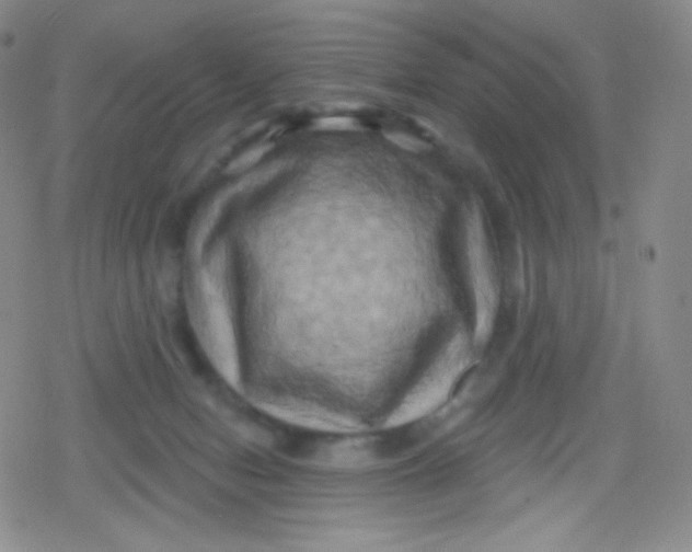 X0000079330078200612082010