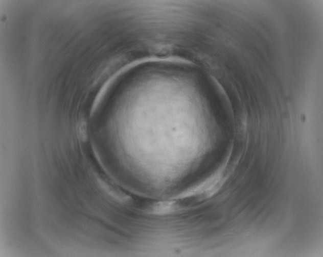 X0000079330090200612082010