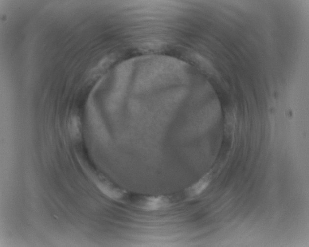 X0000079330130200612082009