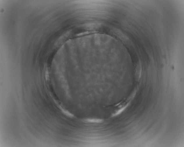 X0000079330137200612082008