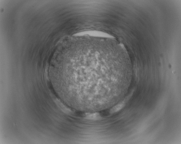 X0000079330185200612082008
