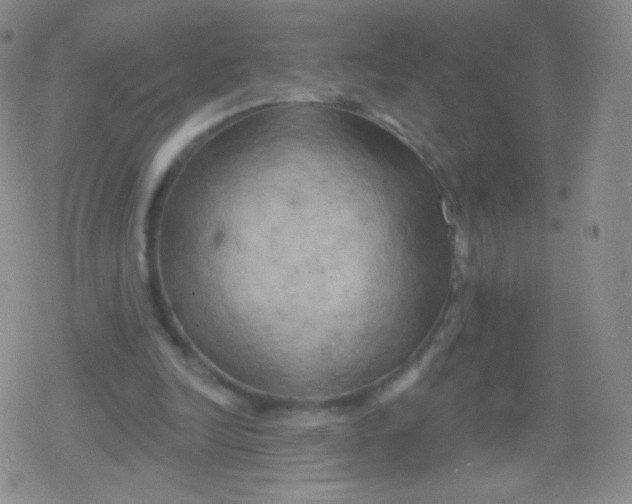 X0000079330246200612082006