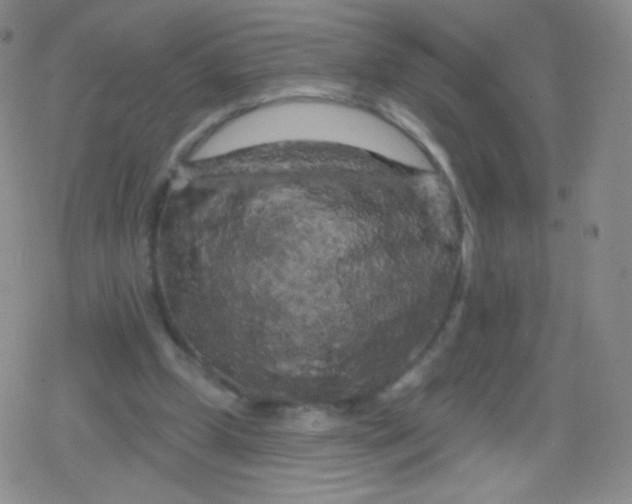 X0000079330249200612082006