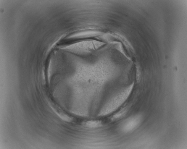 X0000079330251200612082006