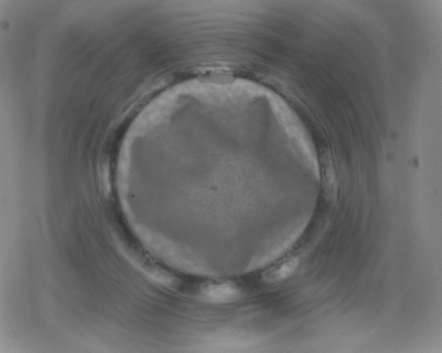 X0000079330262200612082006