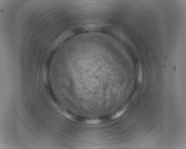 X0000079330266200612082006