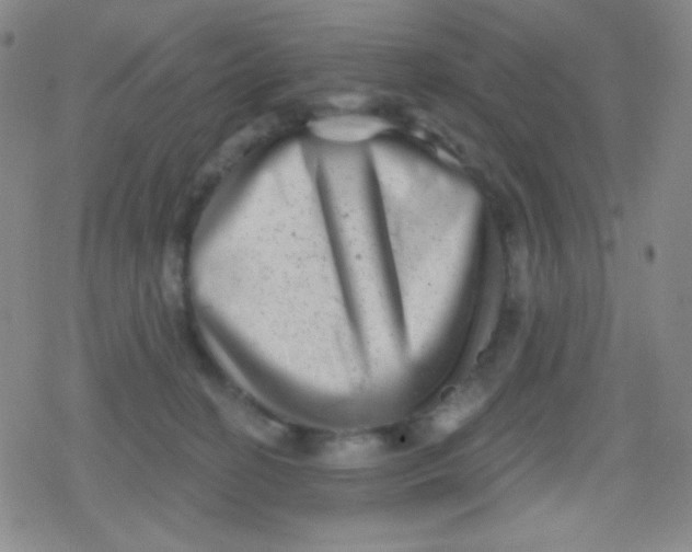 X0000079330274200612082007