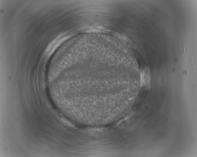 X0000079330291200612082006