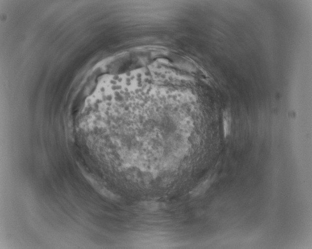 X0000079330339200612082004