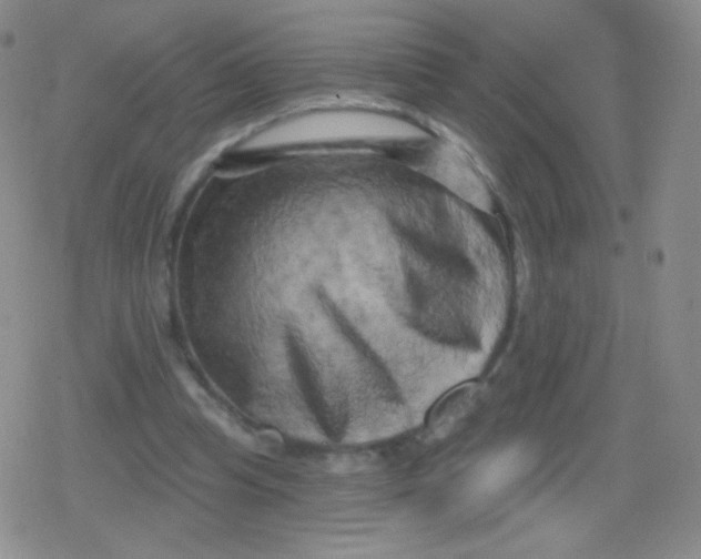 X0000079330345200612082005