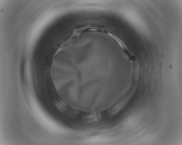 X0000079330383200612082005