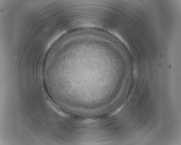 X0000079330390200612082004