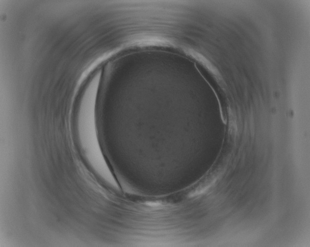 X0000079330391200612082004