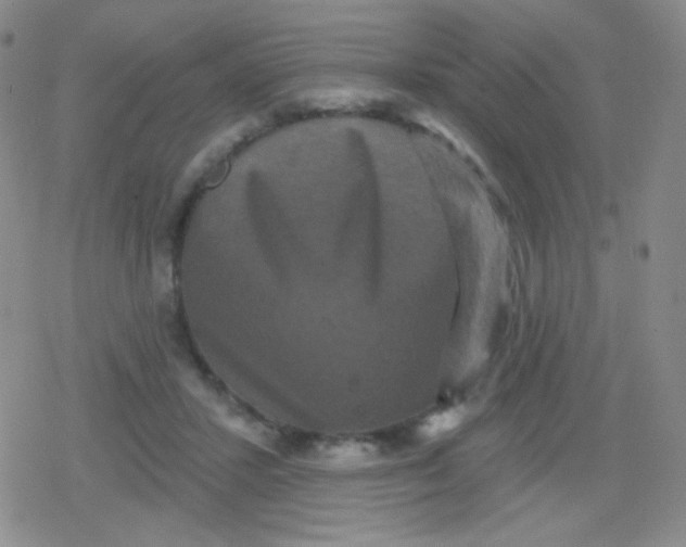 X0000079330407200612082004