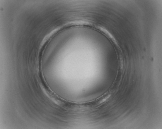 X0000079330486200612082003