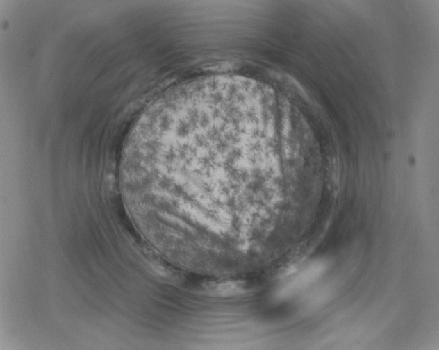 X0000079330553200612082002