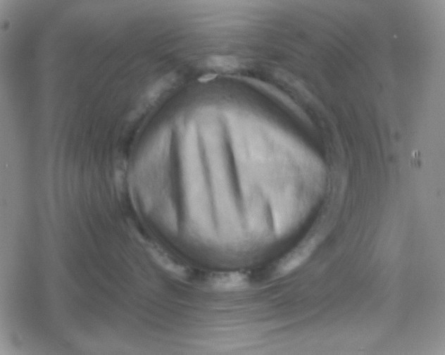 X0000079330576200612082002