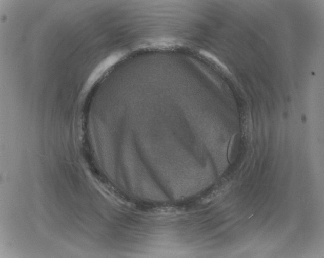 X0000079330736200612081958