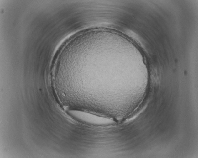 X0000079330924200612081955