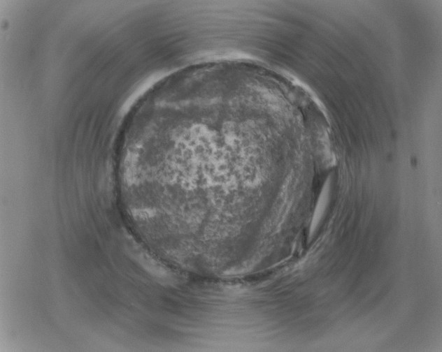 X0000079330975200612081955