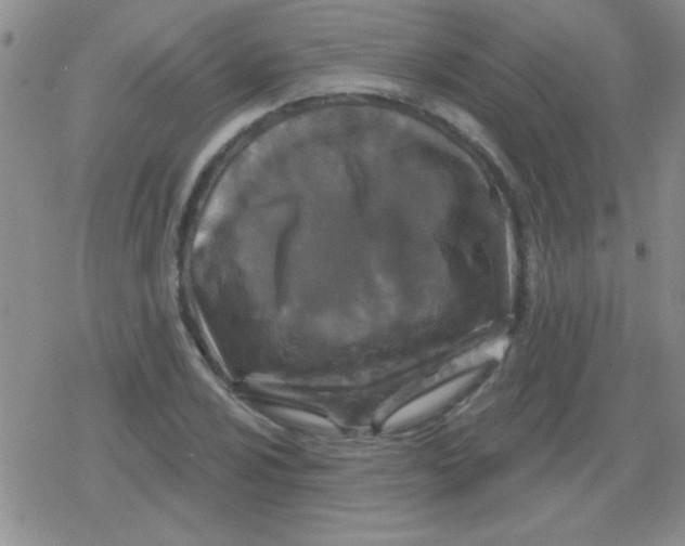 X0000079331024200612081954