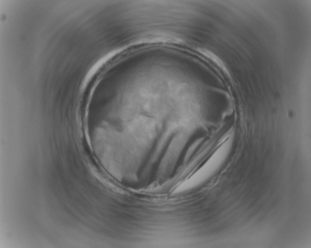 X0000079331120200612081952