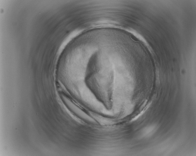 X0000079331333200612081949
