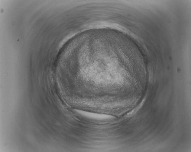 X0000079331497200612081946