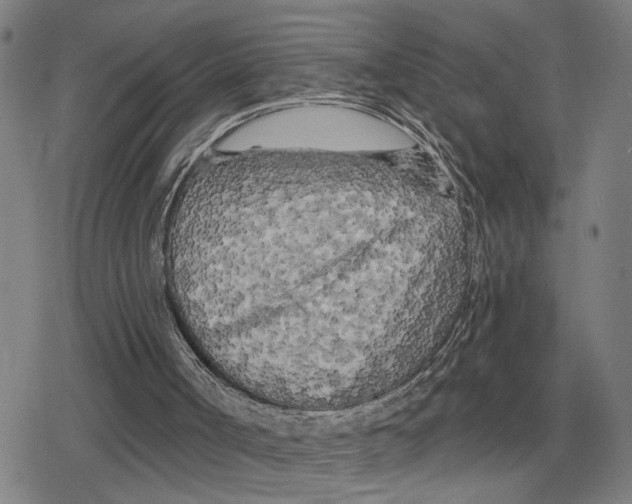 X0000079330002200612151854