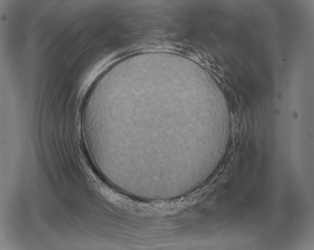 X0000079330005200612151854