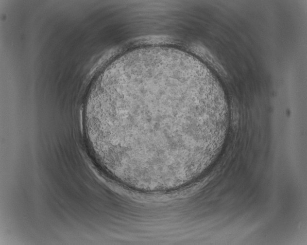 X0000079330014200612151854