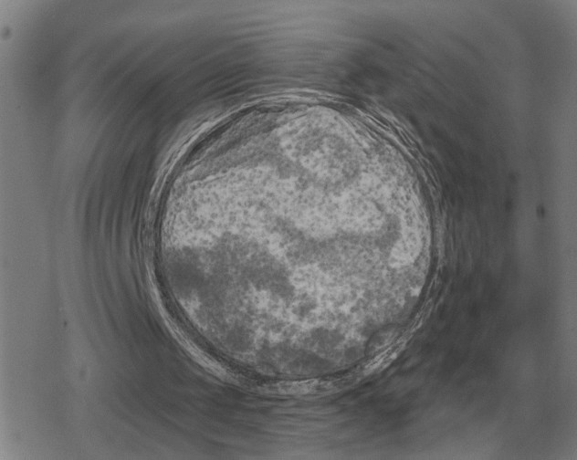 X0000079330049200612151852
