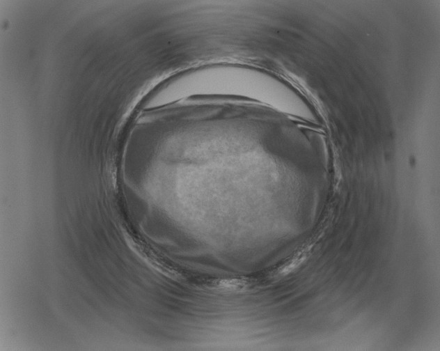 X0000079330060200612151852