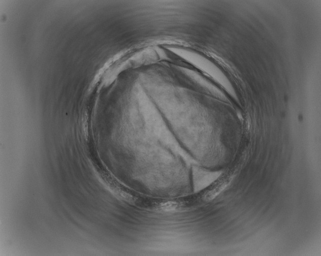X0000079330064200612151852